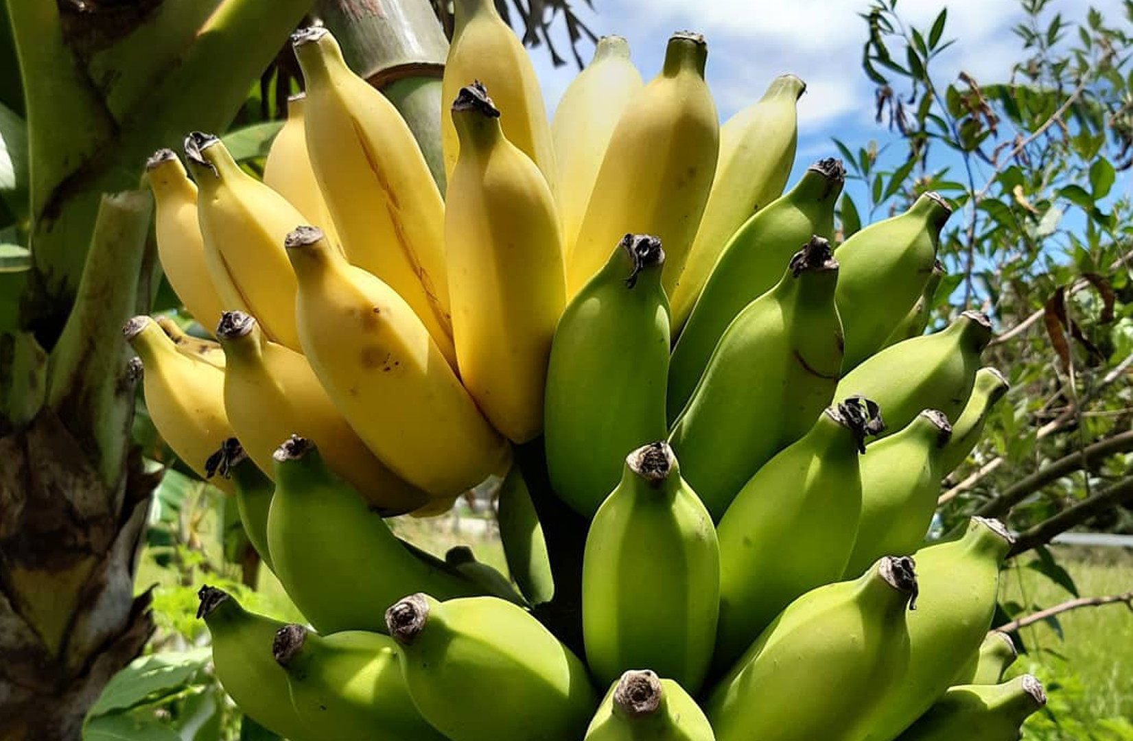 Nossos alimentos